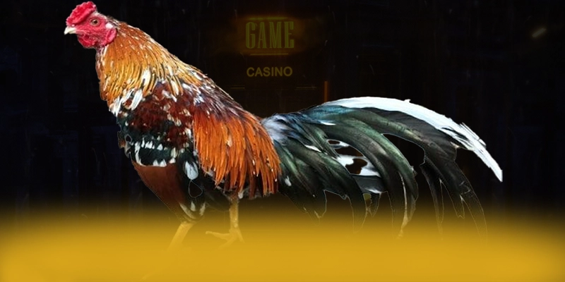 KUWIN – Cổng trò chơi chất lượng, khẳng định vị thế hàng đầu tại Việt Nam.