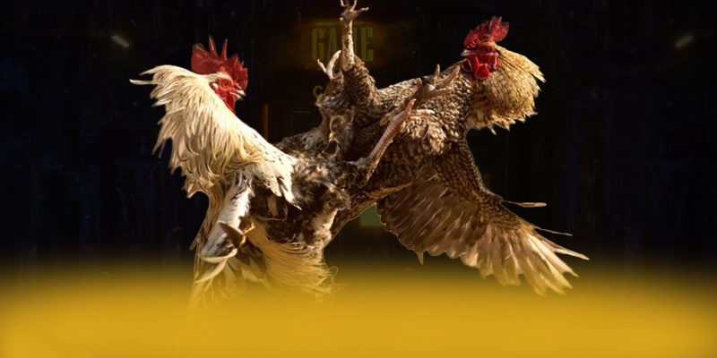 DAGA88 - Cổng cá cược uy tín trên thị trường