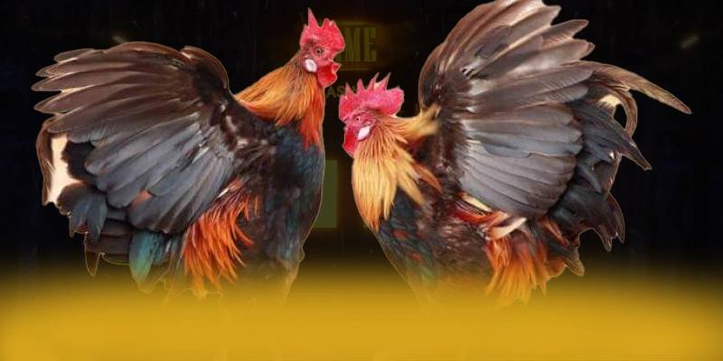 tài xỉu online - Tổng kết một cách toàn diện.