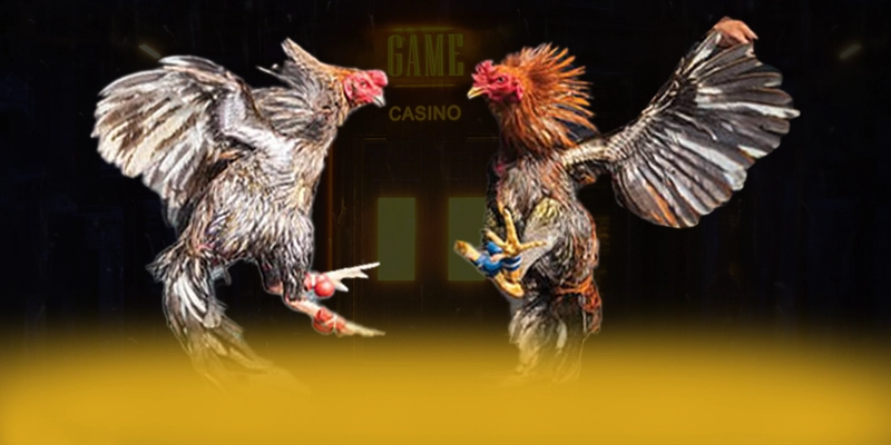 KUWIN - Thương hiệu game trực tuyến với chương trình tri ân lớn được giới cược thủ đánh giá cao – Khám phá chi tiết KUWIN