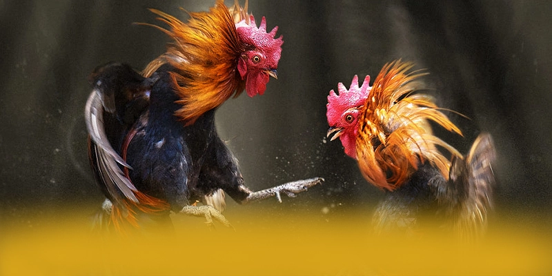 GO8 – Sân chơi hàng đầu Việt Nam, khẳng định vị thế hàng đầu tại Việt Nam.