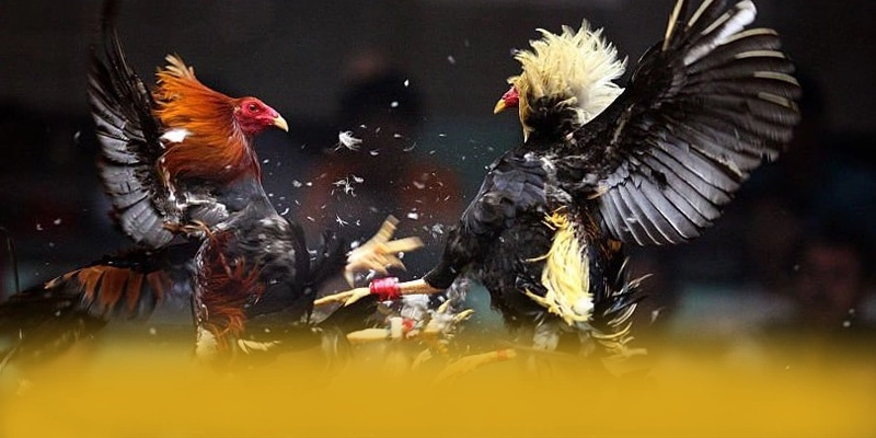 DAGA88 - Nhà cái được đánh giá cao về chất lượng trong cộng đồng game thủ – Khám phá ngay các trò chơi tại DAGA88