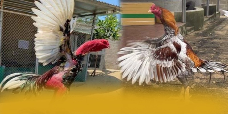 GEM88 - Cổng game hiện đại được quan tâm hàng đầu