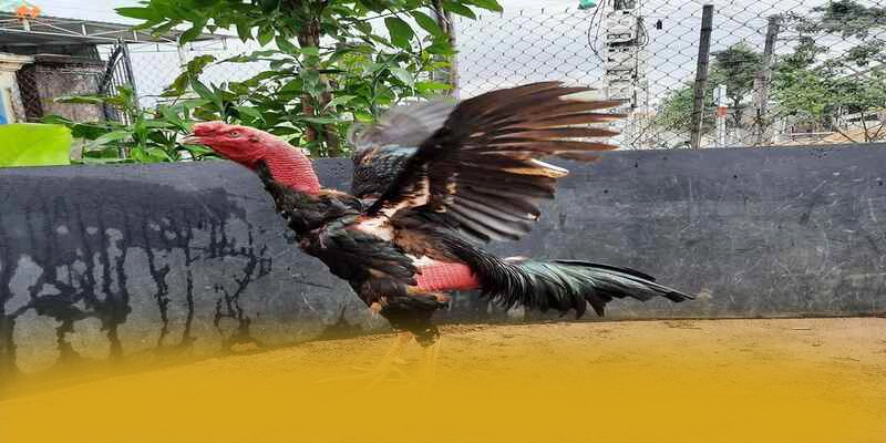 CONGA6789 - Nhà cái có nhiều event hấp dẫn tại Việt Nam – Khám phá sự kiện hấp dẫn tại CONGA6789