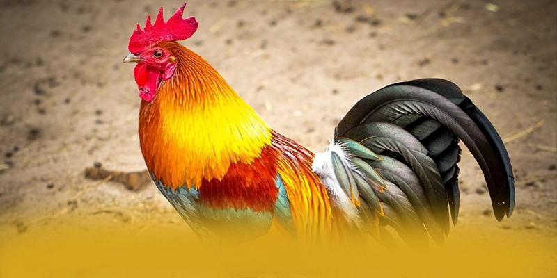 
Khám phá hành trình của KKWIN - Cổng trò chơi phổ biến nhất được cộng đồng đánh giá cao
