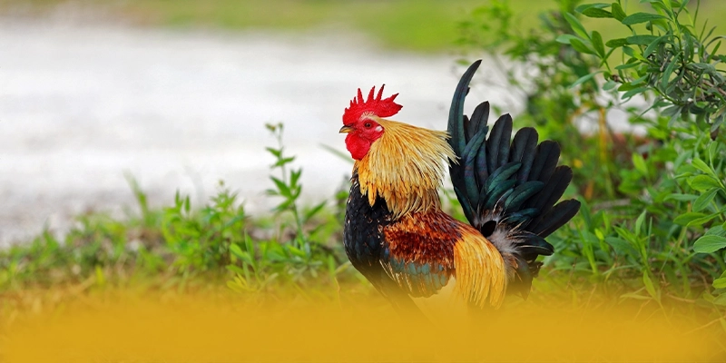 KKWIN - Nhà cái có quà tặng đặc biệt 2025 – Trải nghiệm KKWIN