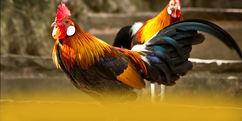 FC88 - Tổng quan về hệ thống với góc nhìn khách quan.