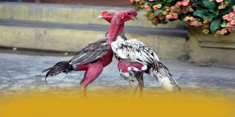 NK88 - Nền tảng cá cược sở hữu top trò chơi nổi bật được yêu thích nhất – Khám phá những game hot đến từ NK88