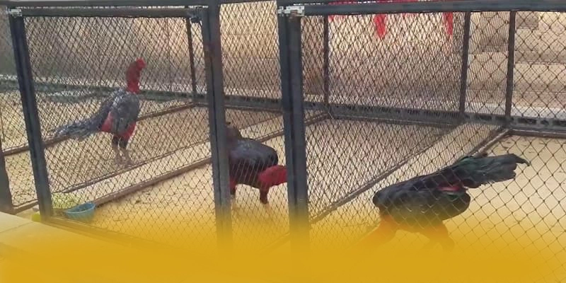 B52 - Nhà cái ổn định được quan tâm hàng đầu