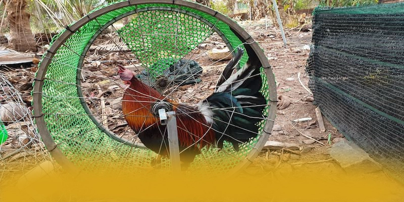 UU88 - Ứng dụng giải trí có danh mục game hấp dẫn hiện nay – Tìm hiểu UU88