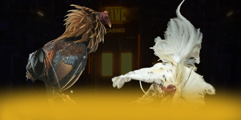 BET365 - Danh gia tong the voi goc nhin khach quan.